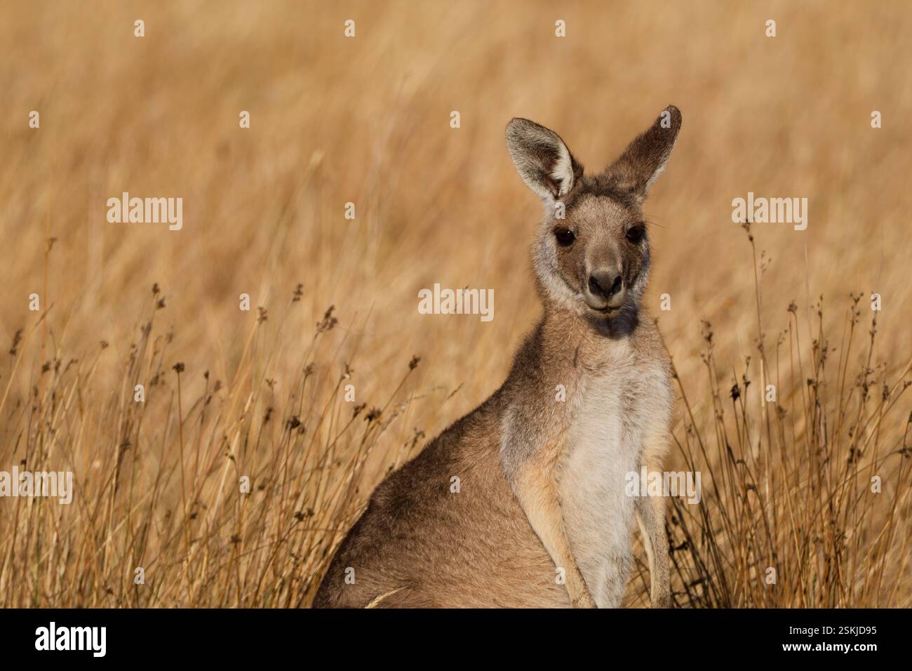 Es ist trocken in Roo Country Stockfoto