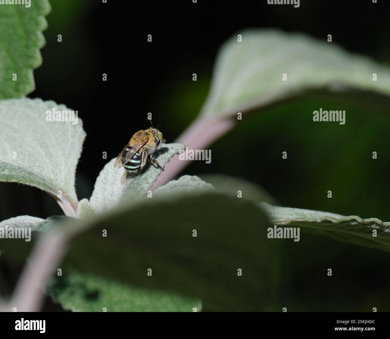Blauer Streifen in der Ruhestellung Stockfoto