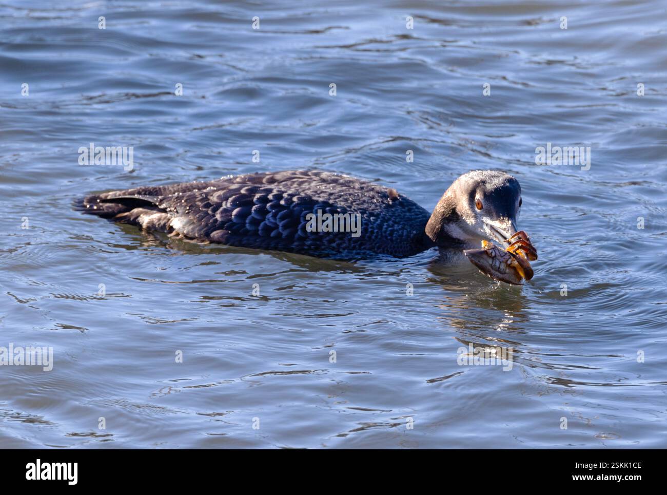Ein Great Northern Diver hat eine essbare Krabbe gefangen und isst die Beine und Klauen, kann aber den Körper nicht schlucken, der entsorgt wird. Stockfoto