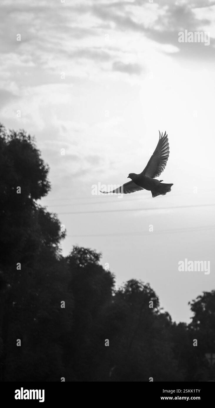Schwarz-weiße vertikale Aufnahme einer Taube in der Mitte des Fluges, die Flügel breiten sich vor einem kontrastierenden Hintergrund aus. Eine zeitlose und künstlerische Komposition Stockfoto