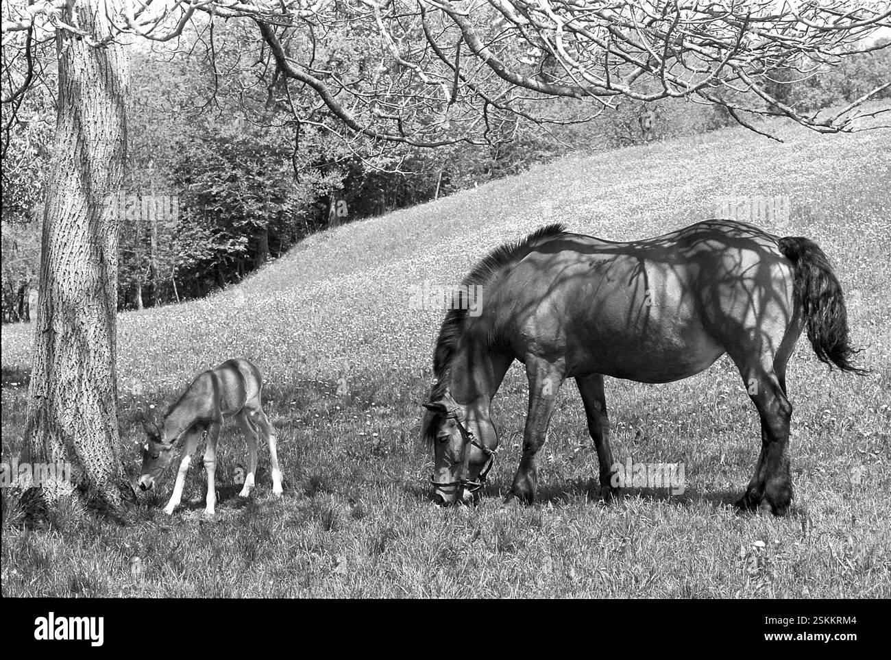 --- Fohlen und Stute auf der Weide, Weideland 1968#Fohlen und Stuten Weiden, Weideland 1968- RDB VON DUKAS Stockfoto