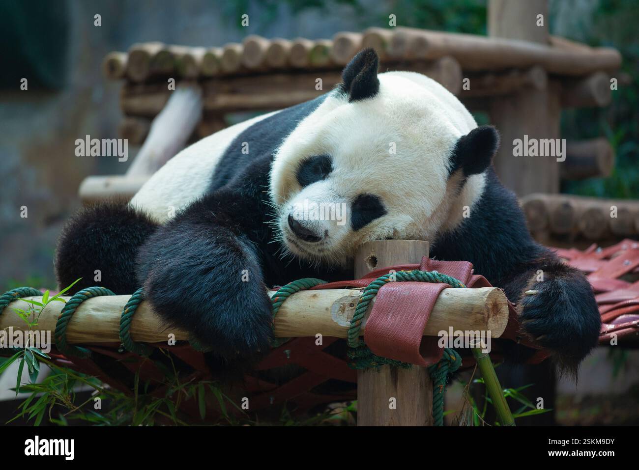 Schlafender Panda (Bambusbär) Stockfoto