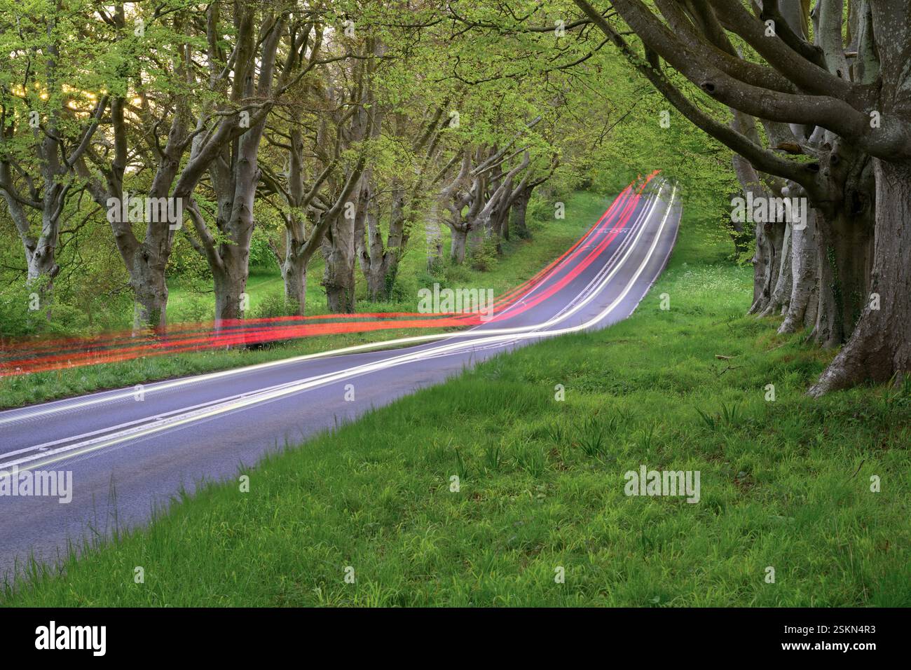 Leichte Pfade von Autos auf Landstraßen mit Buchenreihen. B3082 in Dorset, Großbritannien. Stockfoto