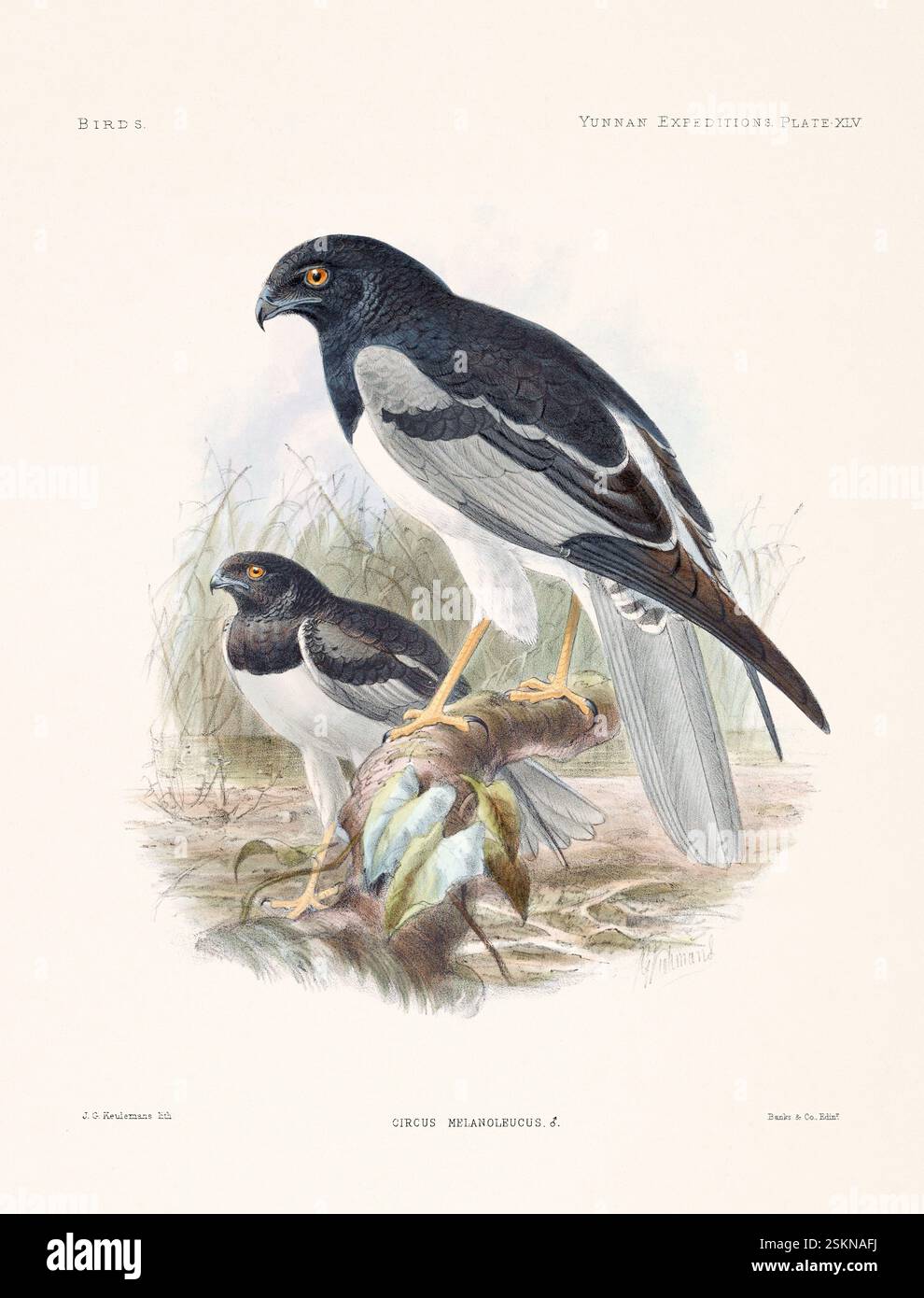 Vogelplatte aus einem zoologischen Buch des 19. Jahrhunderts über anatomische und zoologische Untersuchungen im westlichen Yunnan (1868 & 1875). Vintage-ornithologische Illustraten Stockfoto