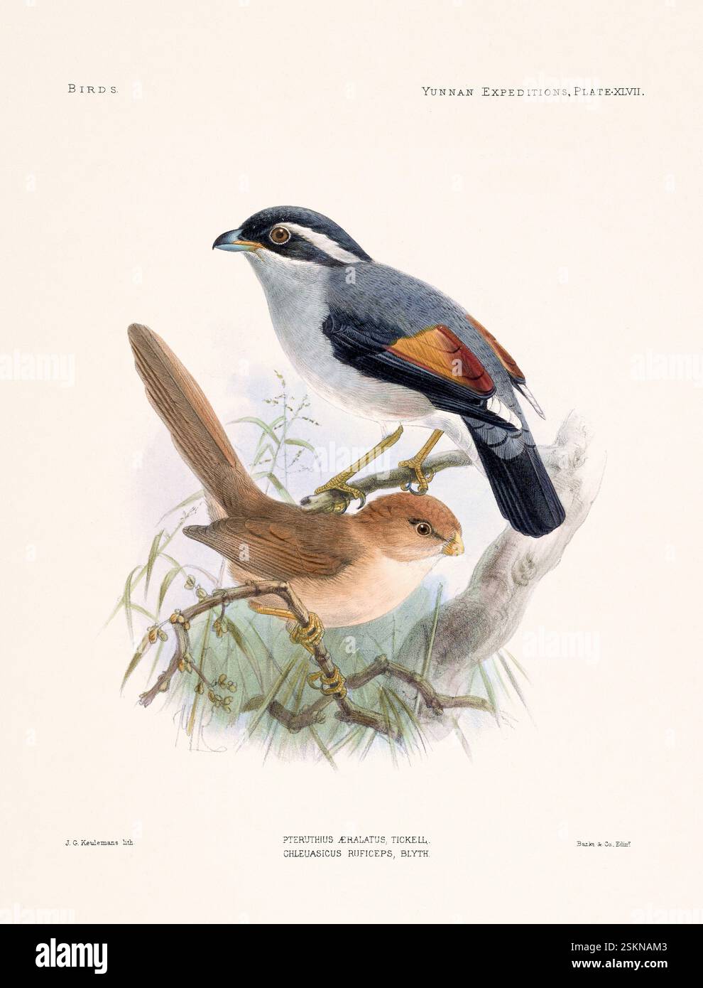 Vogelplatte aus einem zoologischen Buch des 19. Jahrhunderts über anatomische und zoologische Untersuchungen im westlichen Yunnan (1868 & 1875). Vintage-ornithologische Illustraten Stockfoto
