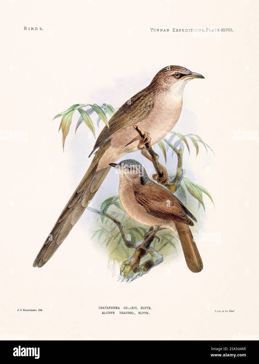 Vogelplatte aus einem zoologischen Buch des 19. Jahrhunderts über anatomische und zoologische Untersuchungen im westlichen Yunnan (1868 & 1875). Vintage-ornithologische Illustraten Stockfoto