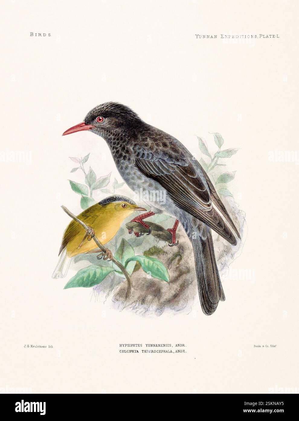 Vogelplatte aus einem zoologischen Buch des 19. Jahrhunderts über anatomische und zoologische Untersuchungen im westlichen Yunnan (1868 & 1875). Vintage-ornithologische Illustraten Stockfoto