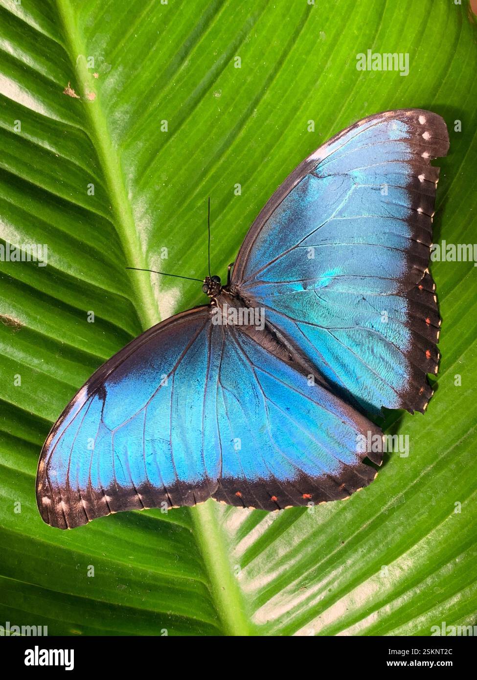 Blauer Morpho-Schmetterling mit Flügeln auf einem glänzend grünen Blatt Stockfoto