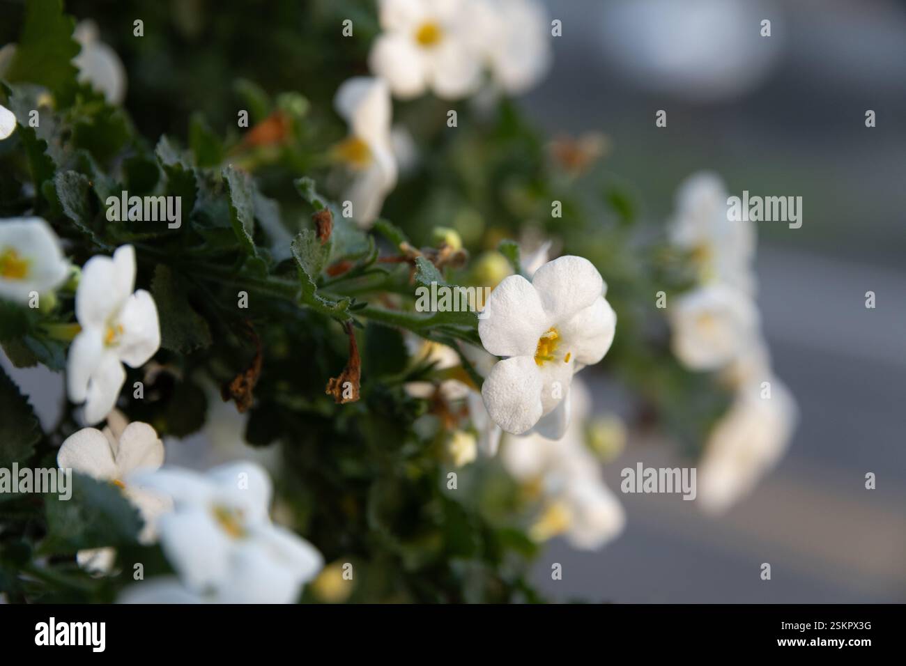 Schöne weiße Blumen mit einer frühen Morgensonne Stockfoto