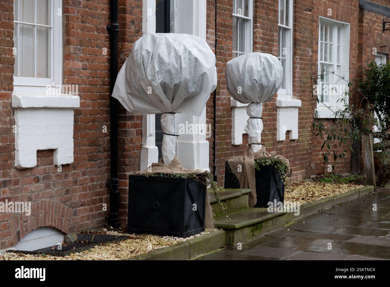 Kleine Bäume, die im Winter mit Vlies vor Frost geschützt sind und absacken, Stratford-upon-Avon, Warwickshire, England, Vereinigtes Königreich Stockfoto