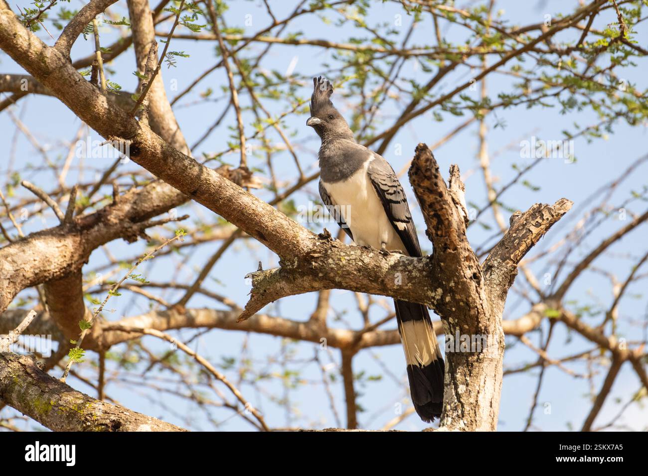 Weißbauch-Abreitvogel (Corythaixoides leucogaster) Stockfoto