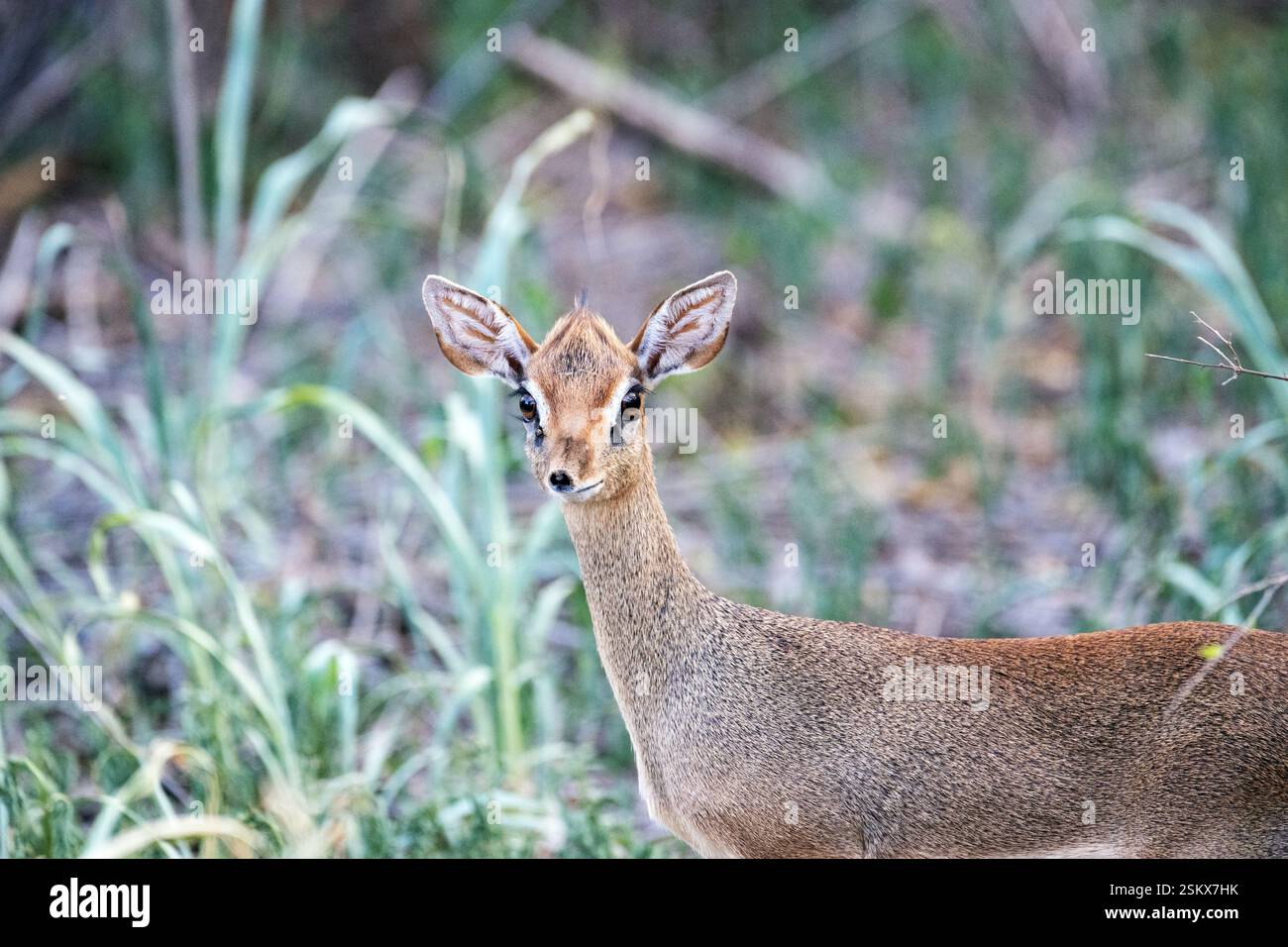 Yosh yapon ayollar bilan onlayn video jinsiy aloqa