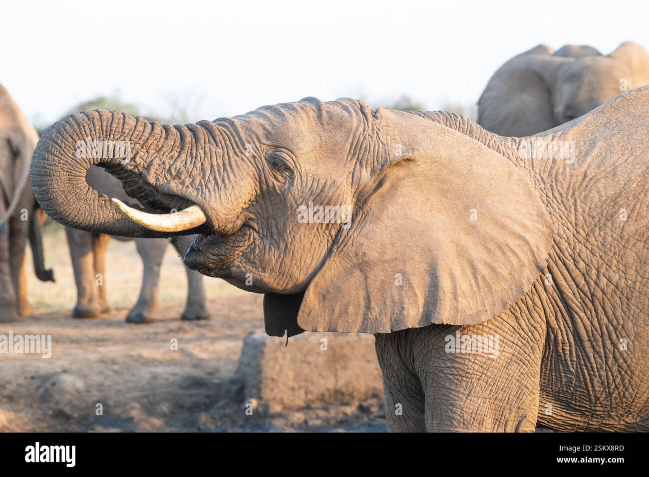 Ein weiblicher afrikanischer Elefant (Loxodonta africana), Teil einer matriarchalen Herde, genießt einen Drink an einem Wasserloch Stockfoto