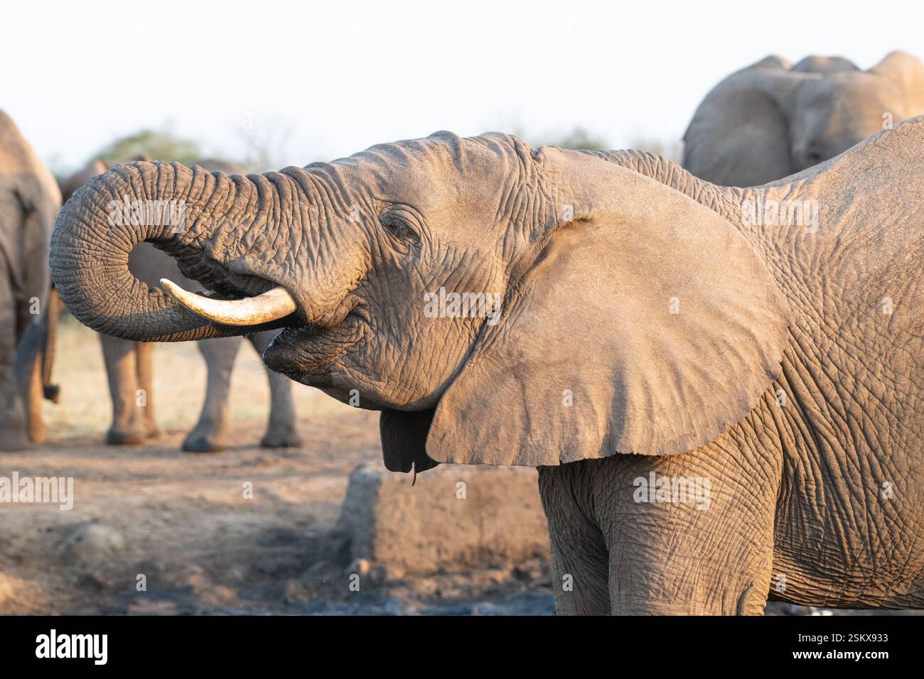 Ein weiblicher afrikanischer Elefant (Loxodonta africana), Teil einer matriarchalen Herde, genießt einen Drink an einem Wasserloch Stockfoto