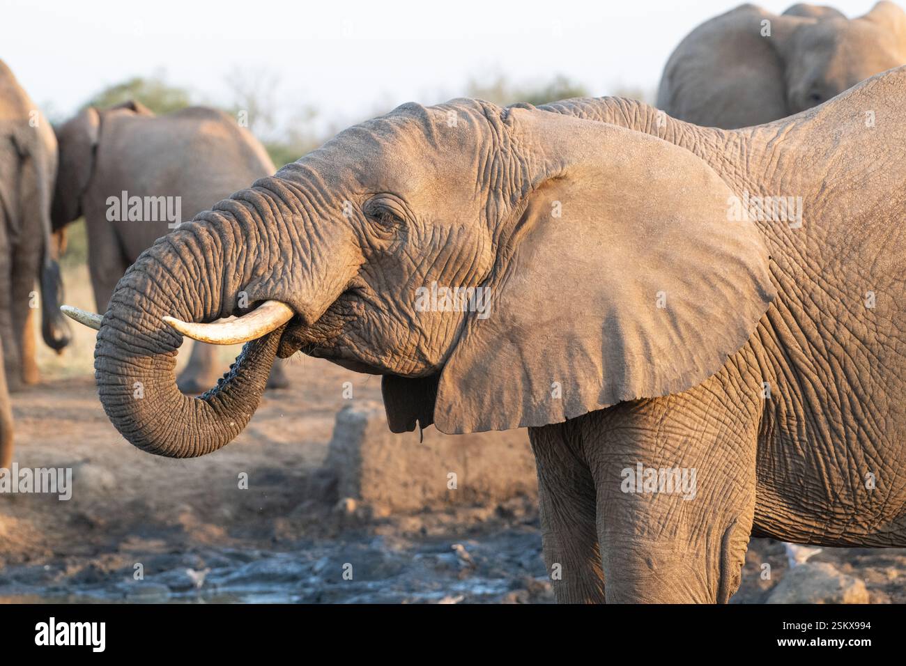 Ein weiblicher afrikanischer Elefant (Loxodonta africana), Teil einer matriarchalen Herde, genießt einen Drink an einem Wasserloch Stockfoto