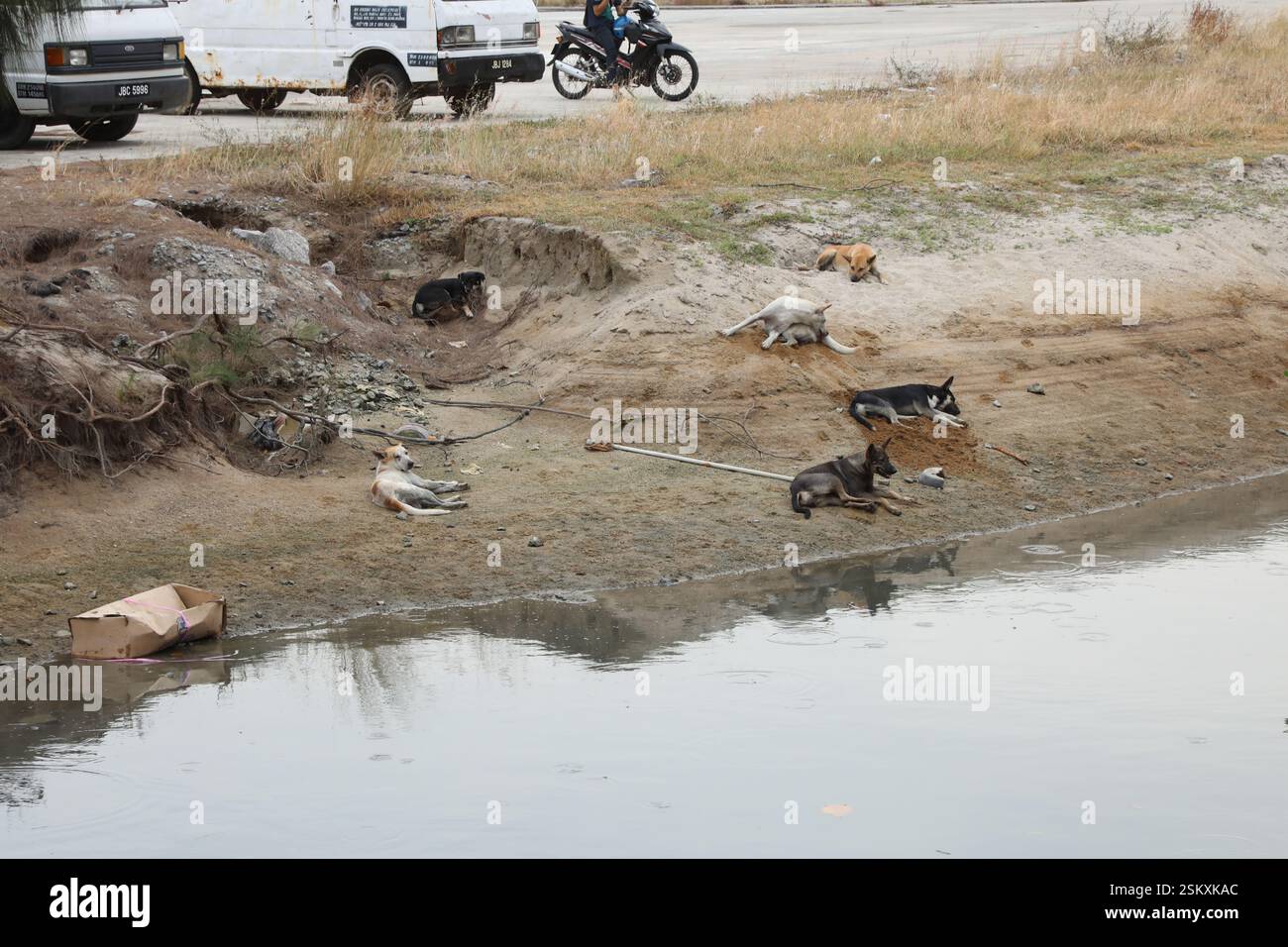 Streunende Hunde ruhen neben einem Fluss in der Nähe des Klebang Beach in Melaka, Malaysia Stockfoto