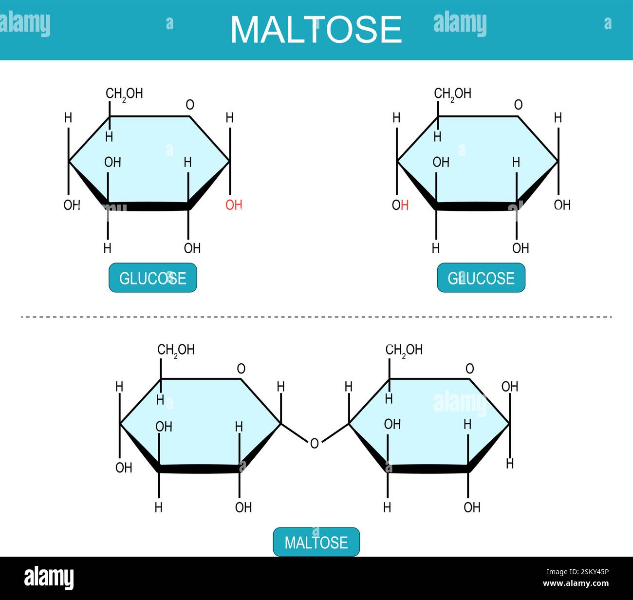 Maltose- und Glukosemoleküle. Molekularchemische Strukturformel und Modell des Disaccharids. Malzzucker. Vektorabbildung Stock Vektor