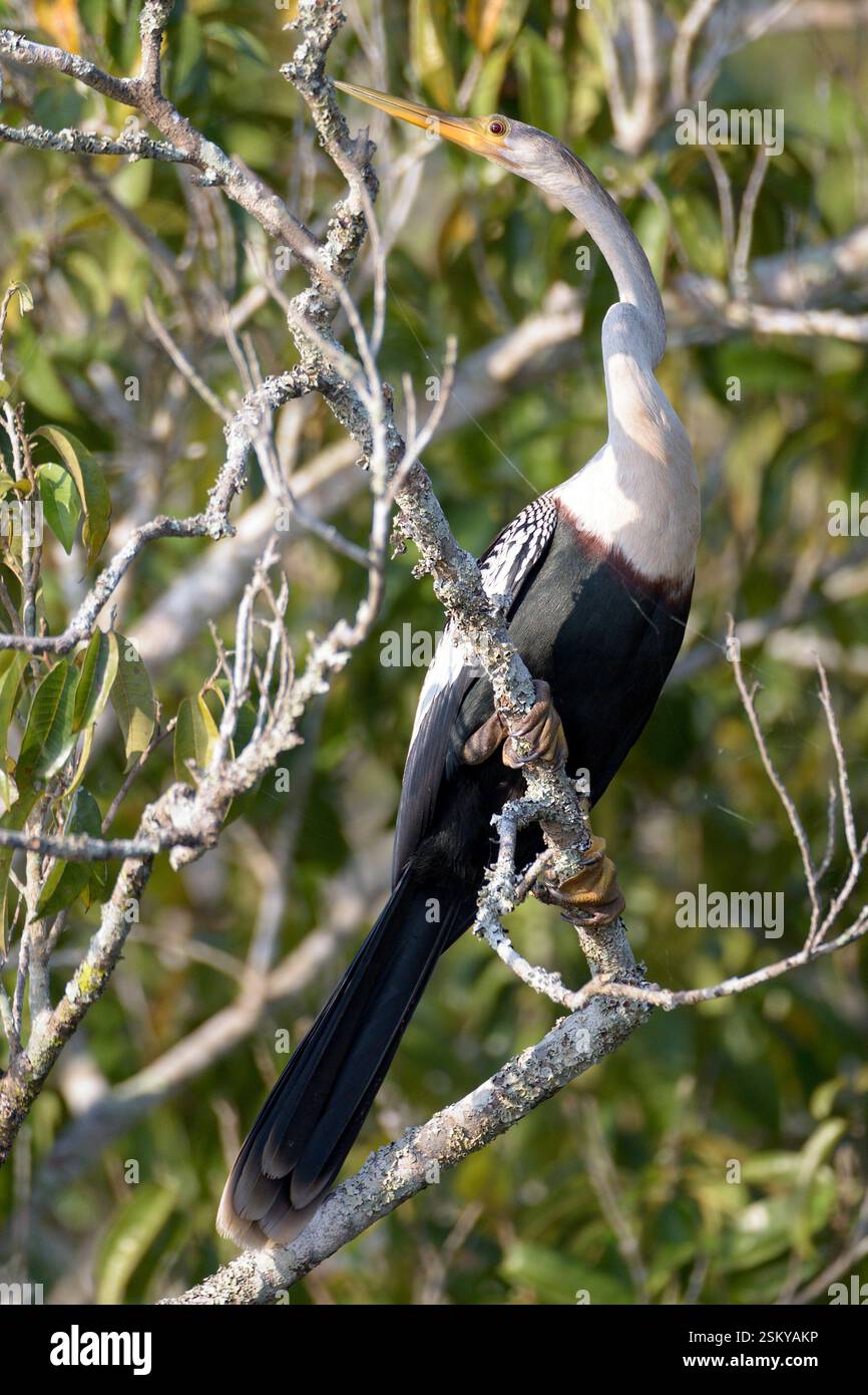 Amerikanischer Darter (Anhinga anhinga) aus Pantanal, Brasilien. Stockfoto
