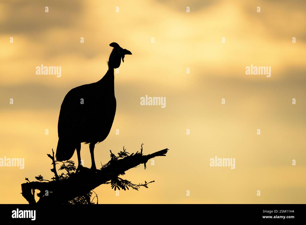 Perlhühner mit Helm (Numida Meleagris) auf einem Baumzweig. Silhouettenbild, Hintergrundhimmel bei Sonnenuntergang. Hwange-Nationalpark, Simbabwe, Afrika Stockfoto
