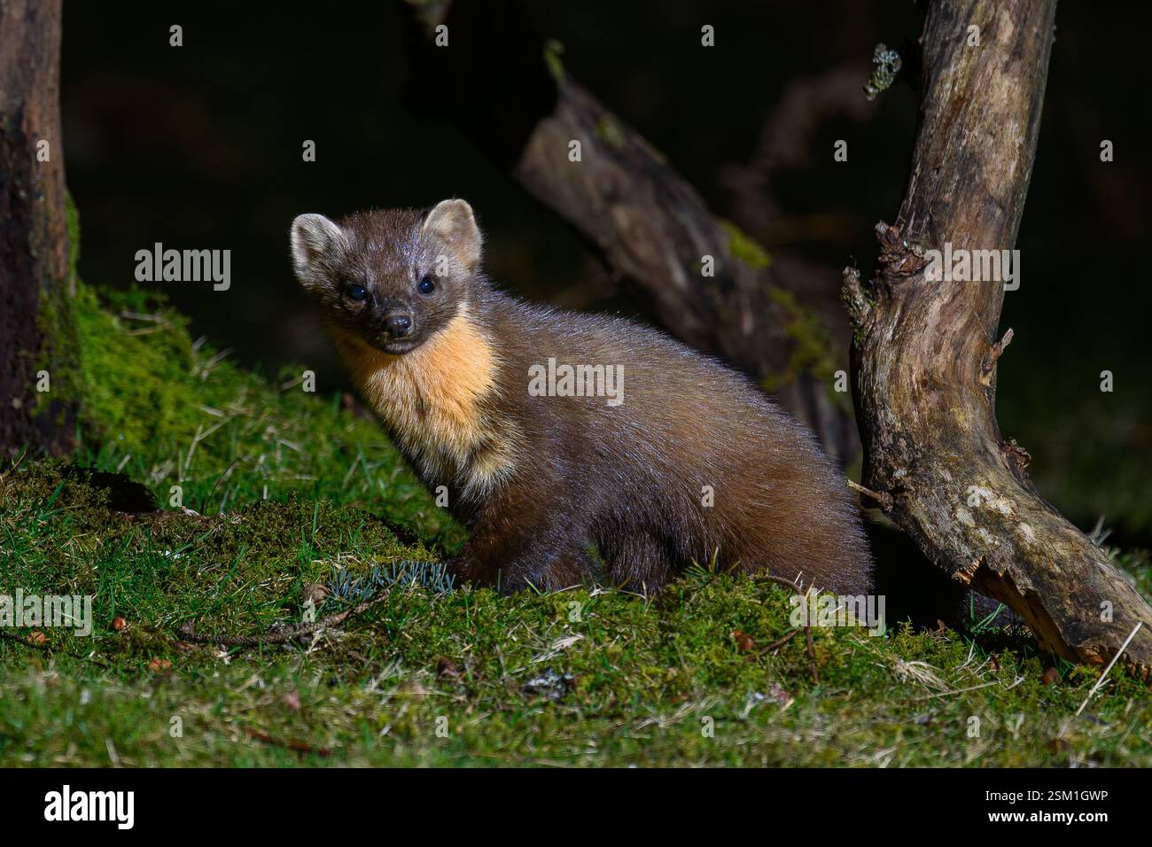Baummarder Stockfoto