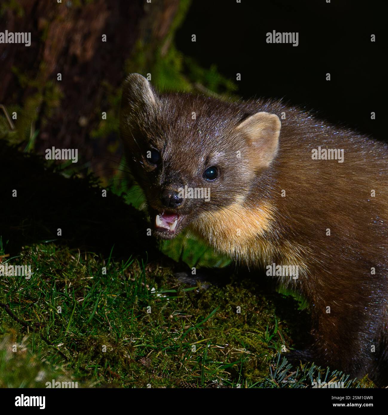 Baummarder Stockfoto