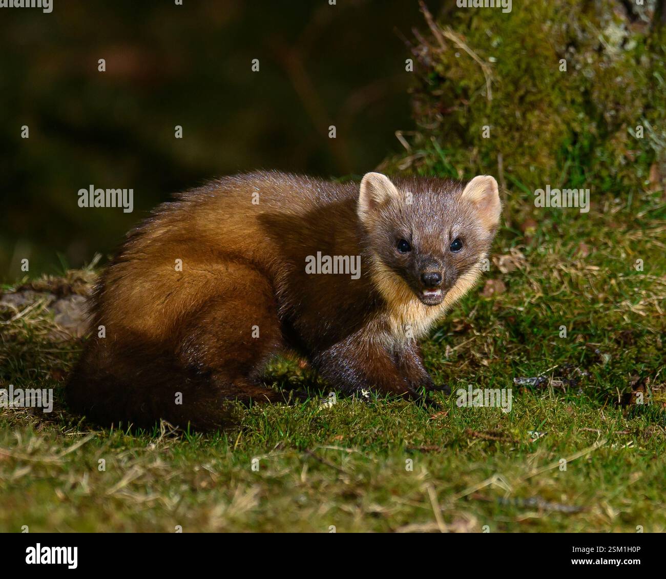 Baummarder Stockfoto