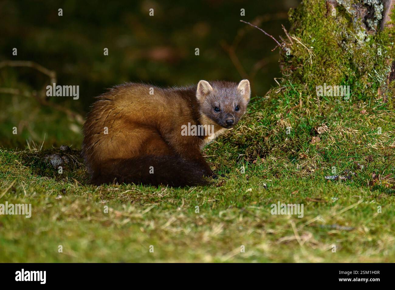 Baummarder Stockfoto