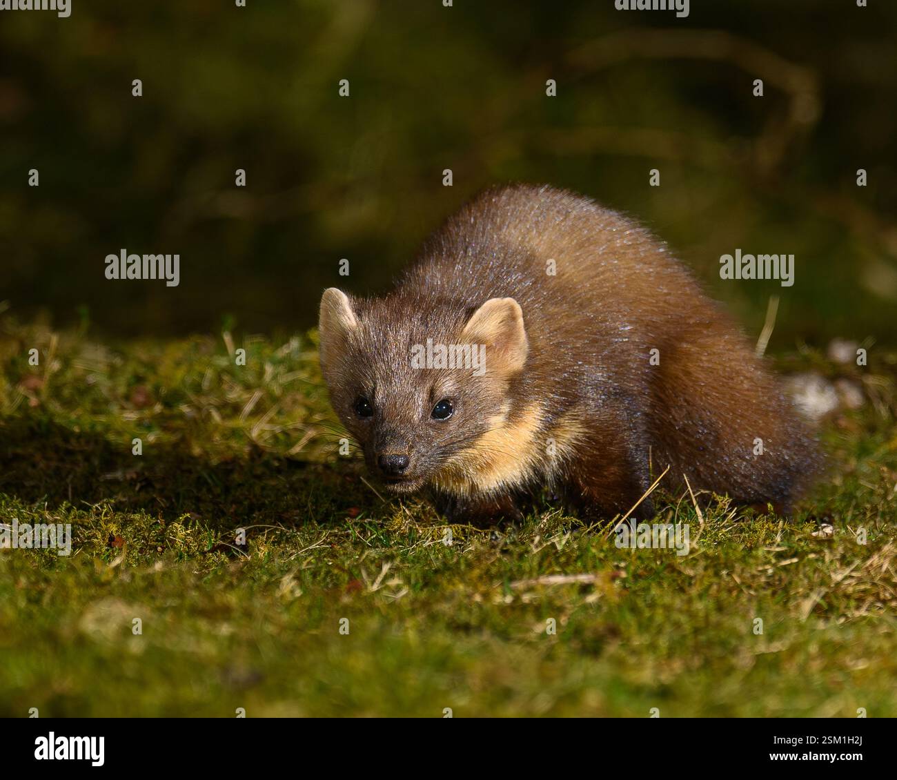 Baummarder Stockfoto