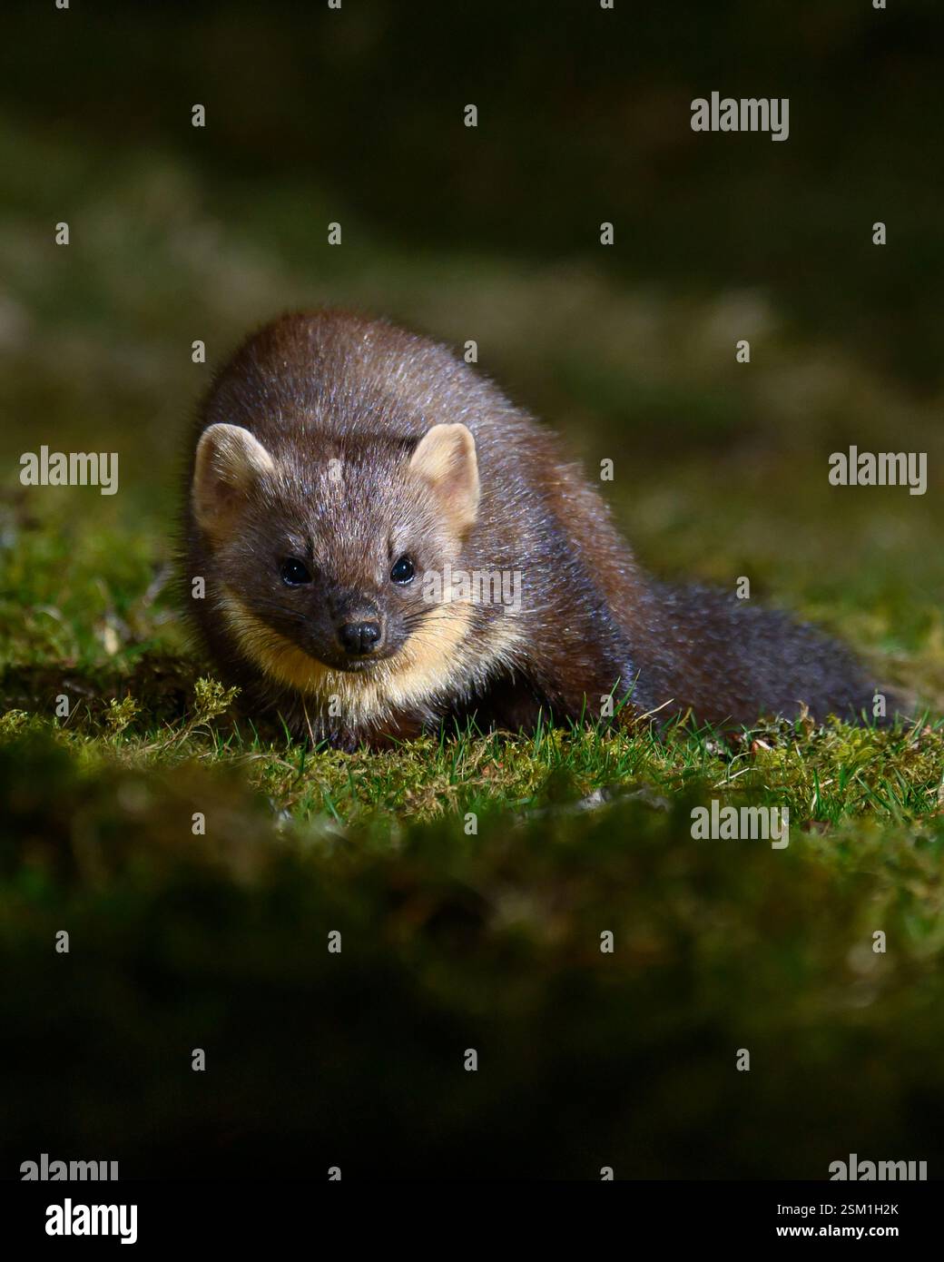 Baummarder Stockfoto