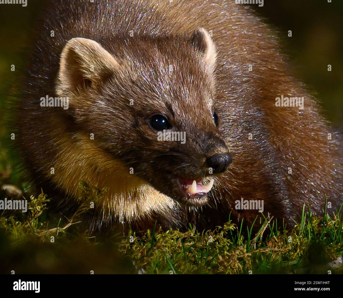 Baummarder Stockfoto