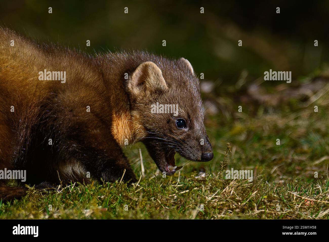 Baummarder Stockfoto