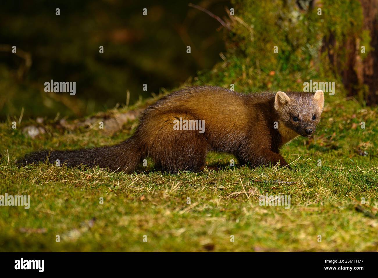 Baummarder Stockfoto