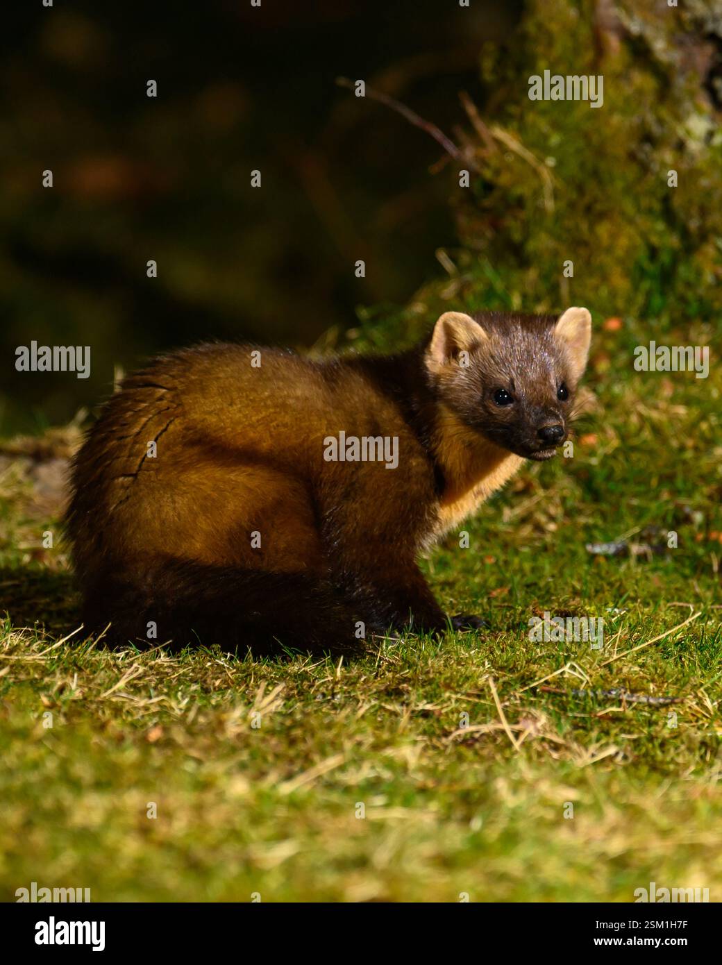 Baummarder Stockfoto