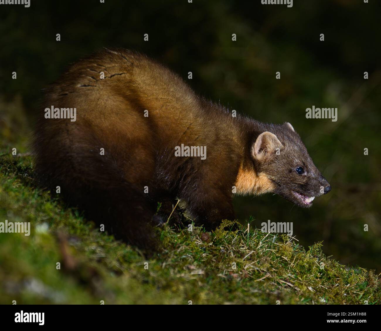 Baummarder Stockfoto