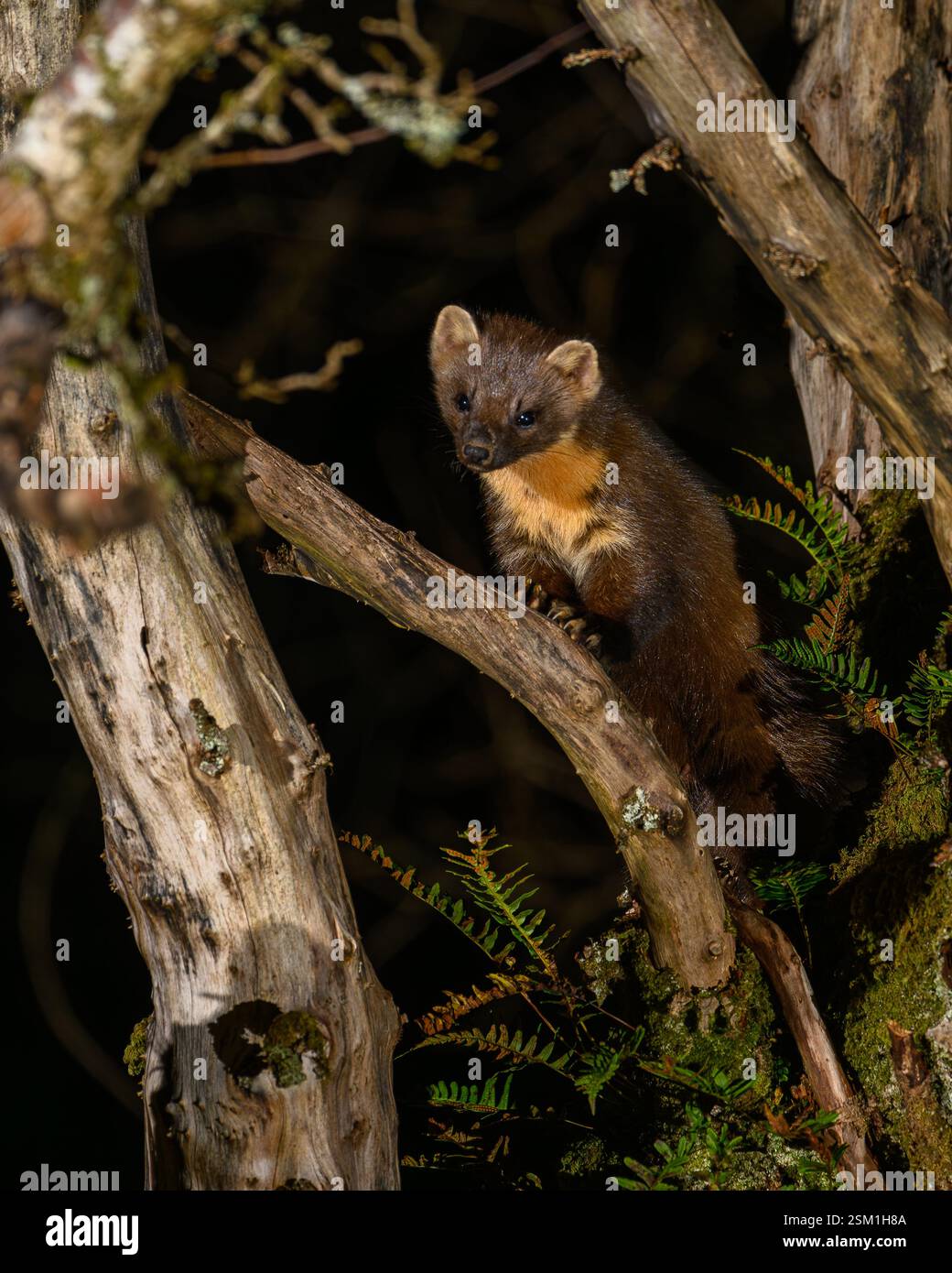 Baummarder Stockfoto