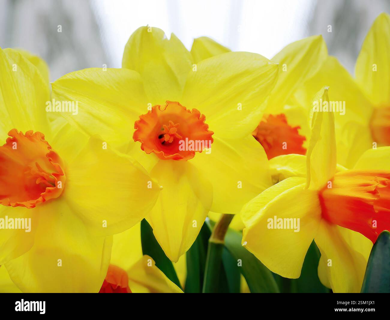 Narzissen Narzissen Orangerie, leuchtende gelbe und orangene Farben, selektiver Fokus mit unscharfem Hintergrund, natürliches Licht, duftende Blumen Stockfoto