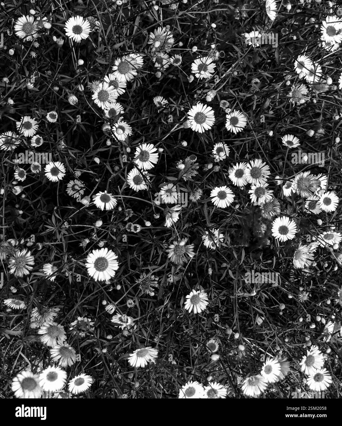 Ein Schwarzweiß-Blick auf Gänseblümchen von oben - Smartphone-aufgenommenes Stockfoto