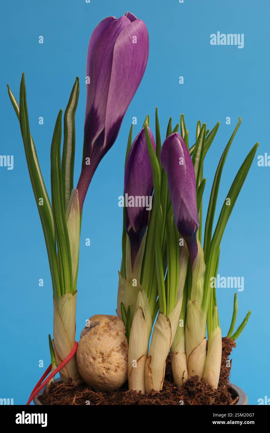 Nahaufnahme Crocus Knospen mit großer Tiefe auf blauem Hintergrund, im Blumentopf, bevor sie im Garten Pflanzen. Stockfoto