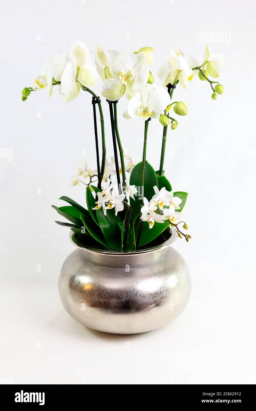 Kleine weie orchideen -Fotos und -Bildmaterial in hoher Auflsung  Alamy