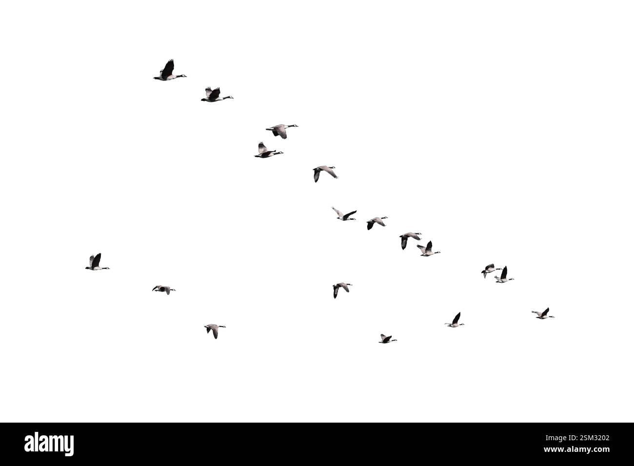 Eine Herde Kanadiengänse, die zusammen isoliert auf weiß fliegen Stockfoto