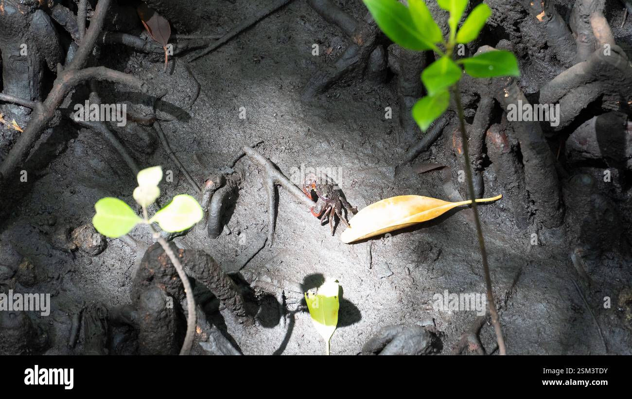 Die faszinierende Krabbe in einem lebendigen Lebensraum von Mangroven zeigt die Schönheit der Artenvielfalt des Mangrovenwaldes Jozani Sansibar Stockfoto