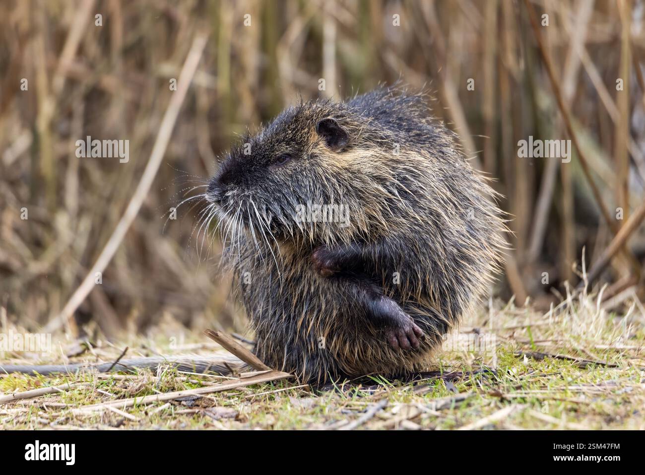 Ein Nutria oder Coypu (Myocastor coypus) pflegt sein Fell Stockfoto