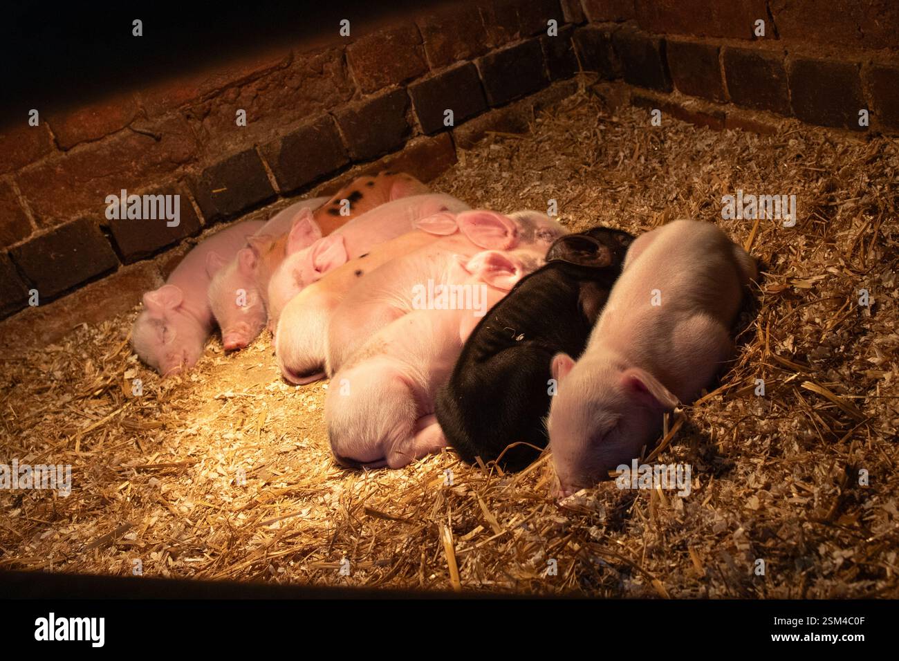 Schweine und Ferkel auf einer Farm Stockfoto