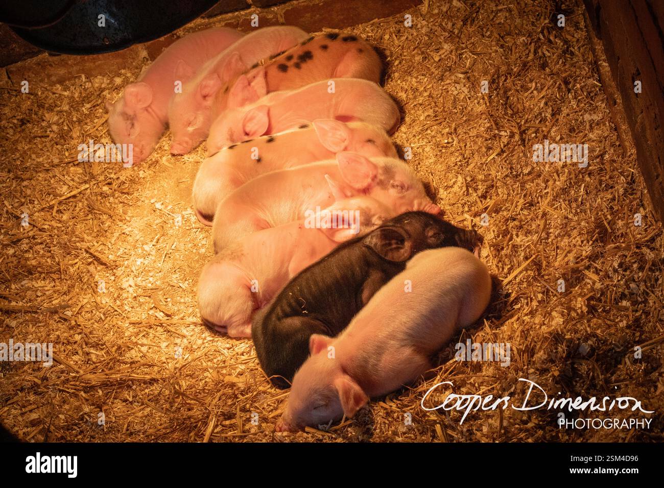 Schweine und Ferkel auf einer Farm Stockfoto