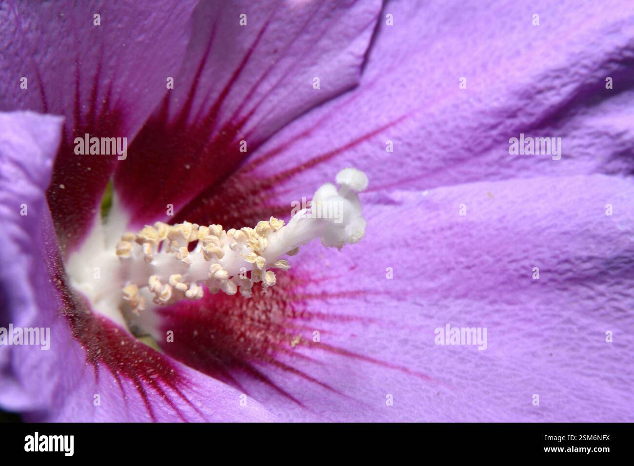Nahaufnahme von Staubblättern und Stempeln der Hibiscus syriacus-Blüte Stockfoto