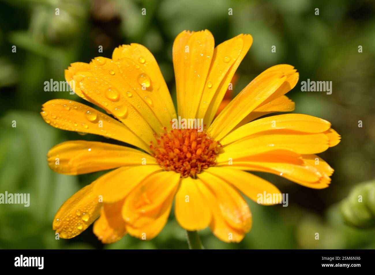 Calendula officinalis-Blüte mit Morgentauropfen Stockfoto
