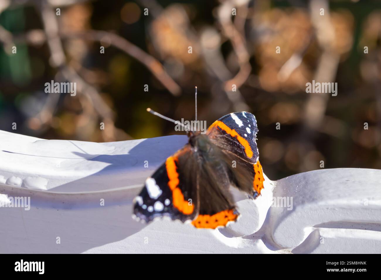 Mittelgroß der rote Admiral (Vanessa atalanta) mit schwarzen Flügeln, orangen Bändern und weißen Flecken auf weißem Hintergrund. Stockfoto