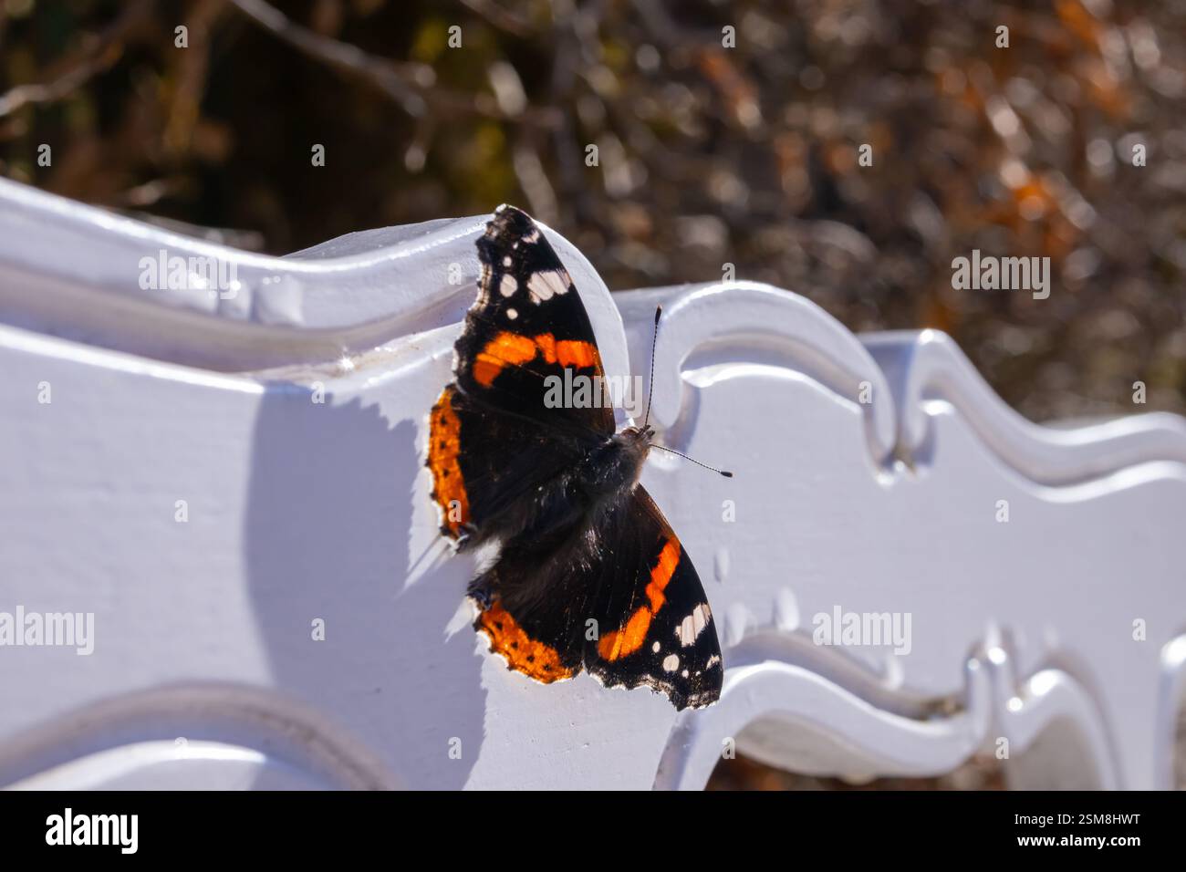 Mittelgroß der rote Admiral (Vanessa atalanta) mit schwarzen Flügeln, orangen Bändern und weißen Flecken auf weißem Hintergrund. Stockfoto