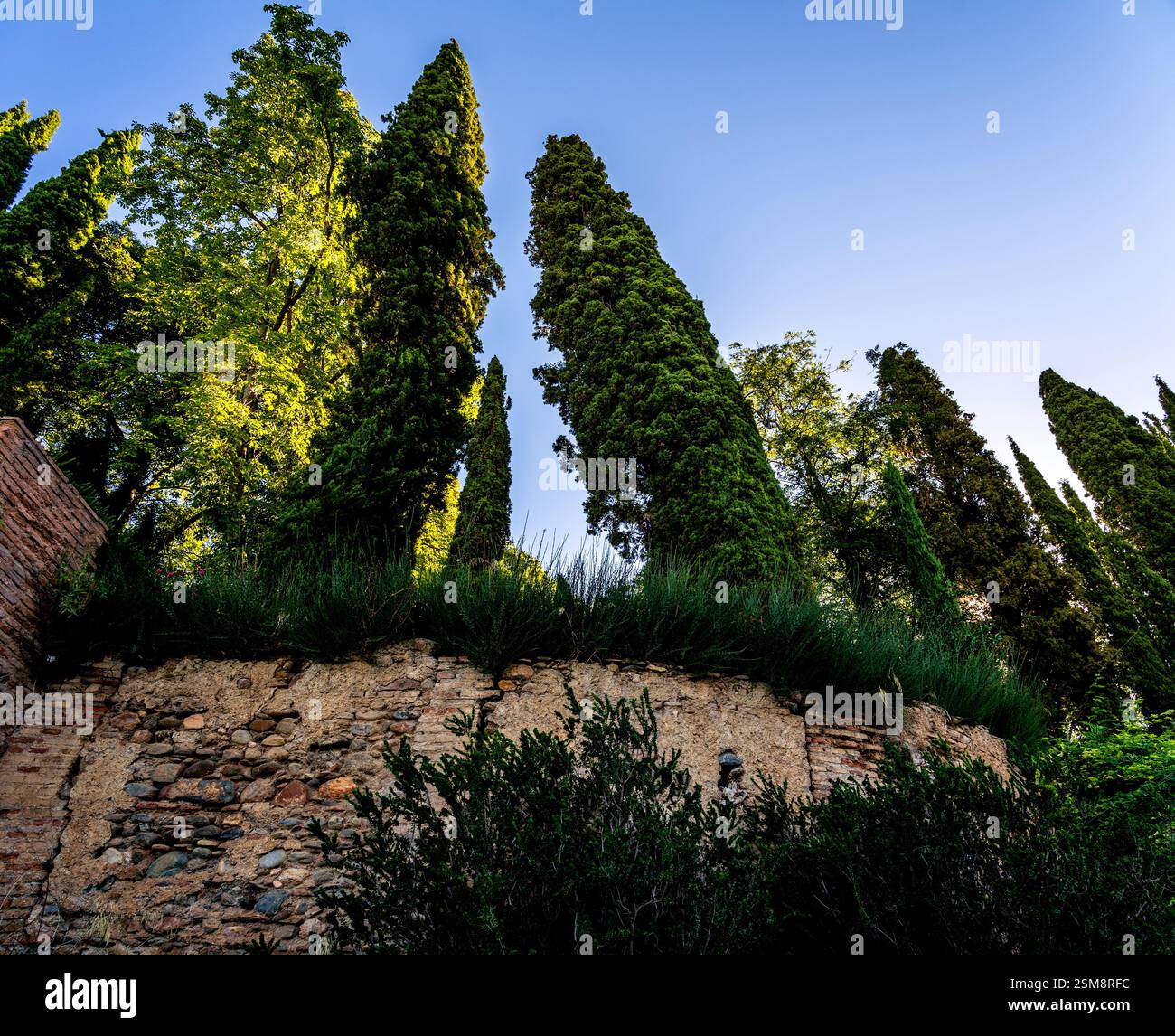Hoch aufragende Zypressen und alte Steinmauer an der Alhambra: Eine Fusion aus Geschichte, Natur und zeitloser Architektur Stockfoto