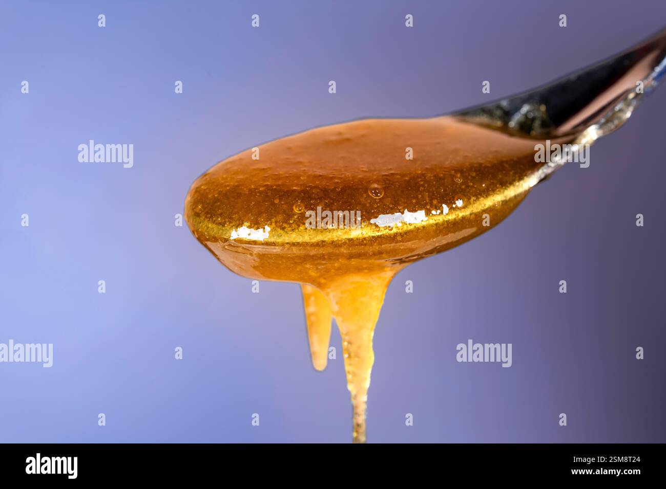 Manuka Honig tropft von einem Löffel in einem Golden Amber Flow vor einem weichen blauen Hintergrund, der seine reiche Textur und seinen Glanz unterstreicht Stockfoto